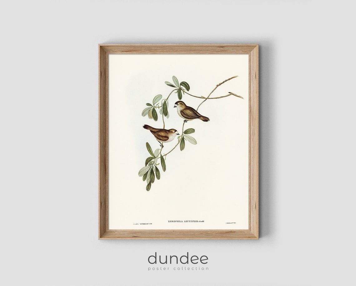 Two Small Birds Leafy Branch Antique Vintage Ornithology Art Poster