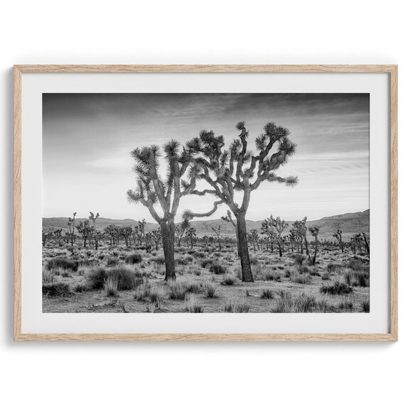 Fine Art Joshua Tree Black And White Photography Print Two Joshua Trees Sunset Wall Art Framed Desert Wall Art For Home Or Office Decor