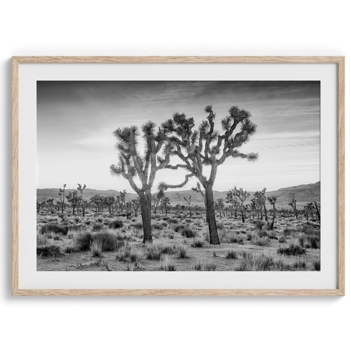 Joshua Tree National Park Twin Joshua Trees Sunset Desert Poster