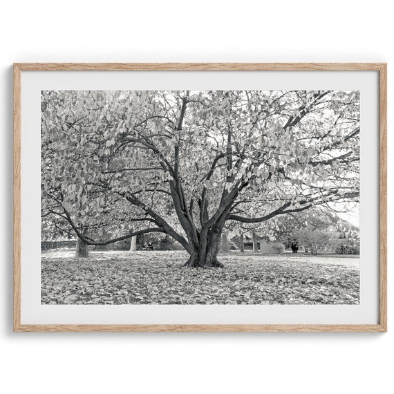 Black and White Tree Photography Art Print, Paris
