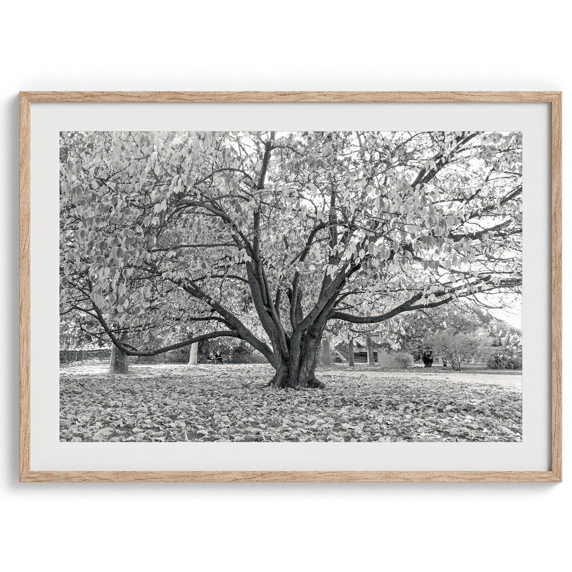 Black and White Tree Photography Art Print, Paris