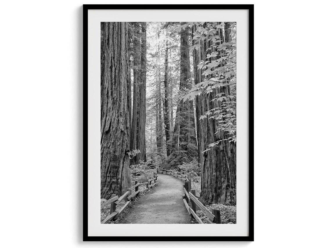 Redwood Forest Black & White Photography Art Print