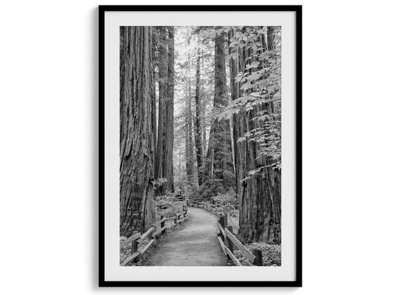 Redwood Forest Black & White Photography Art Print