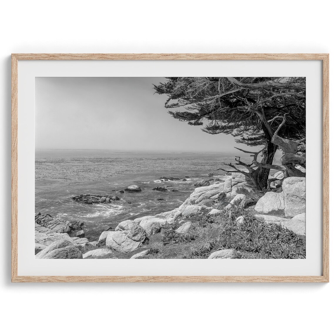Monterey Cypress Tree Rocky Ocean Bluff Black White Coastal Poster