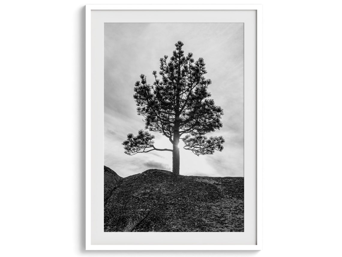 Lone Pine Tree Silhouette On Rocky Hill Black And White Nature Print - Image 4