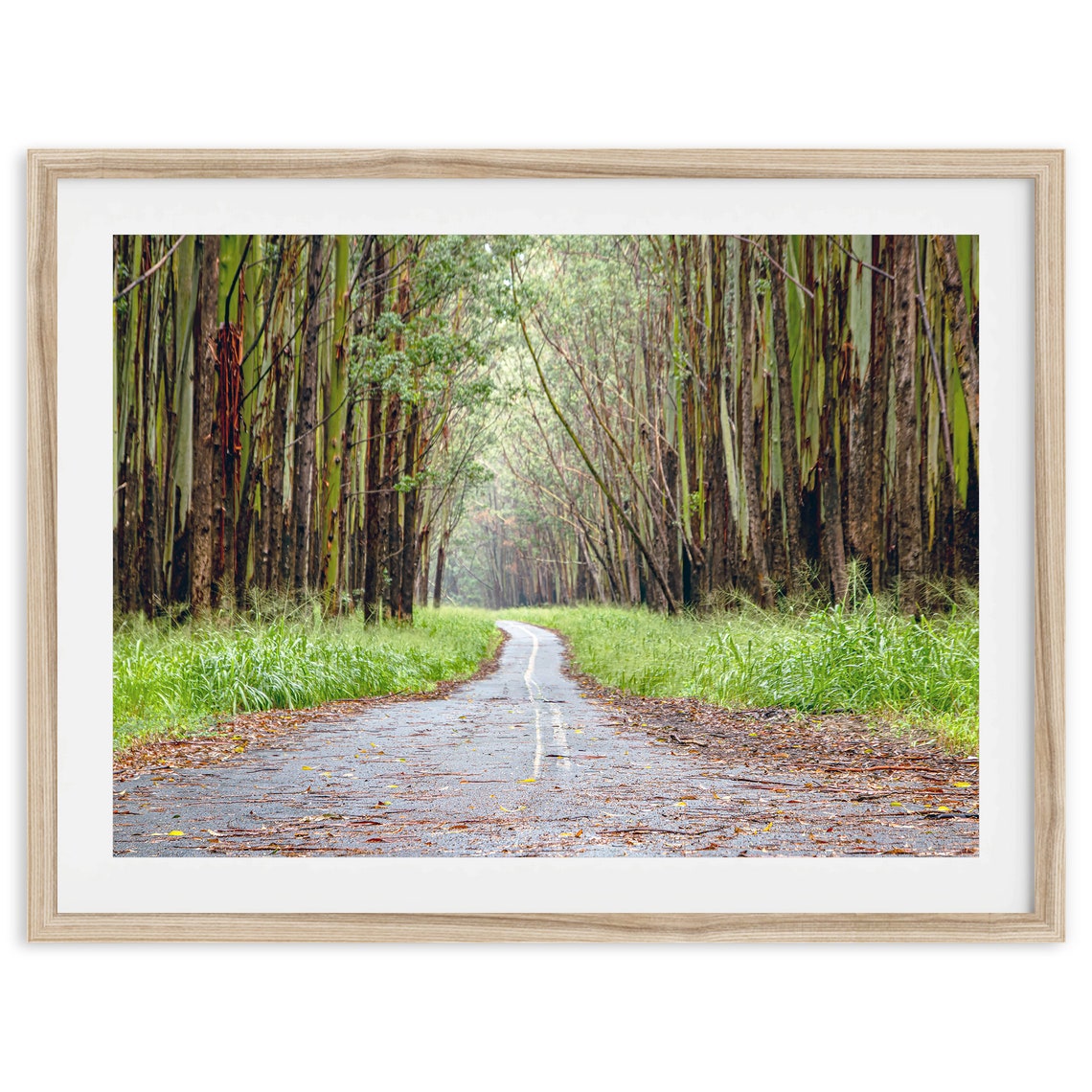 Hawaii Tropical Tree Lined Road Lush Green Corridor Drive Poster