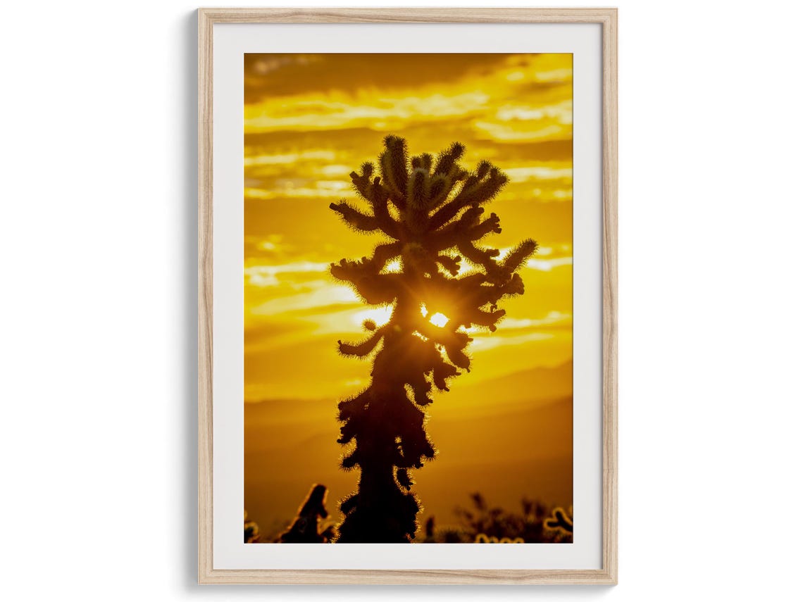 Cholla Cactus Silhouette Golden Desert Sunset Joshua Tree Poster