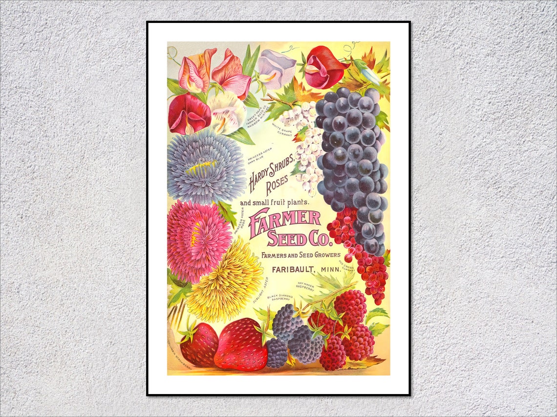 Farmer Seed Co Hardy Shrubs Roses Fruit Plants Vintage Catalog Poster