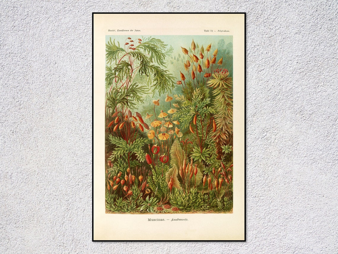 Haeckel Muscinae Moss Botanical Scientific Natural History Art Print