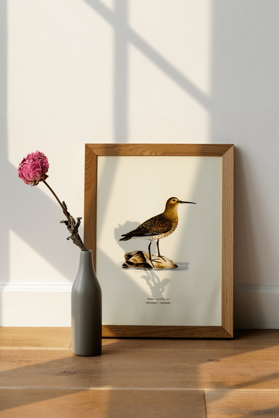 Dunlin Vintage Ornithological Shorebird Illustration Art Poster - Image 4