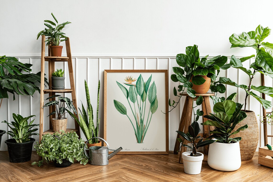 Bird Of Paradise Botanical Art Print, Vintage - Image 3