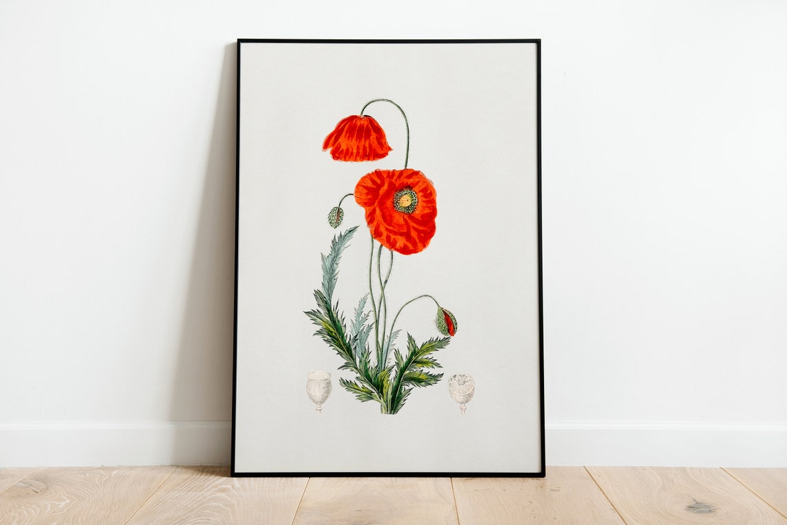 Red Poppy Flower Vintage Botanical Illustration Minimal Wall Poster