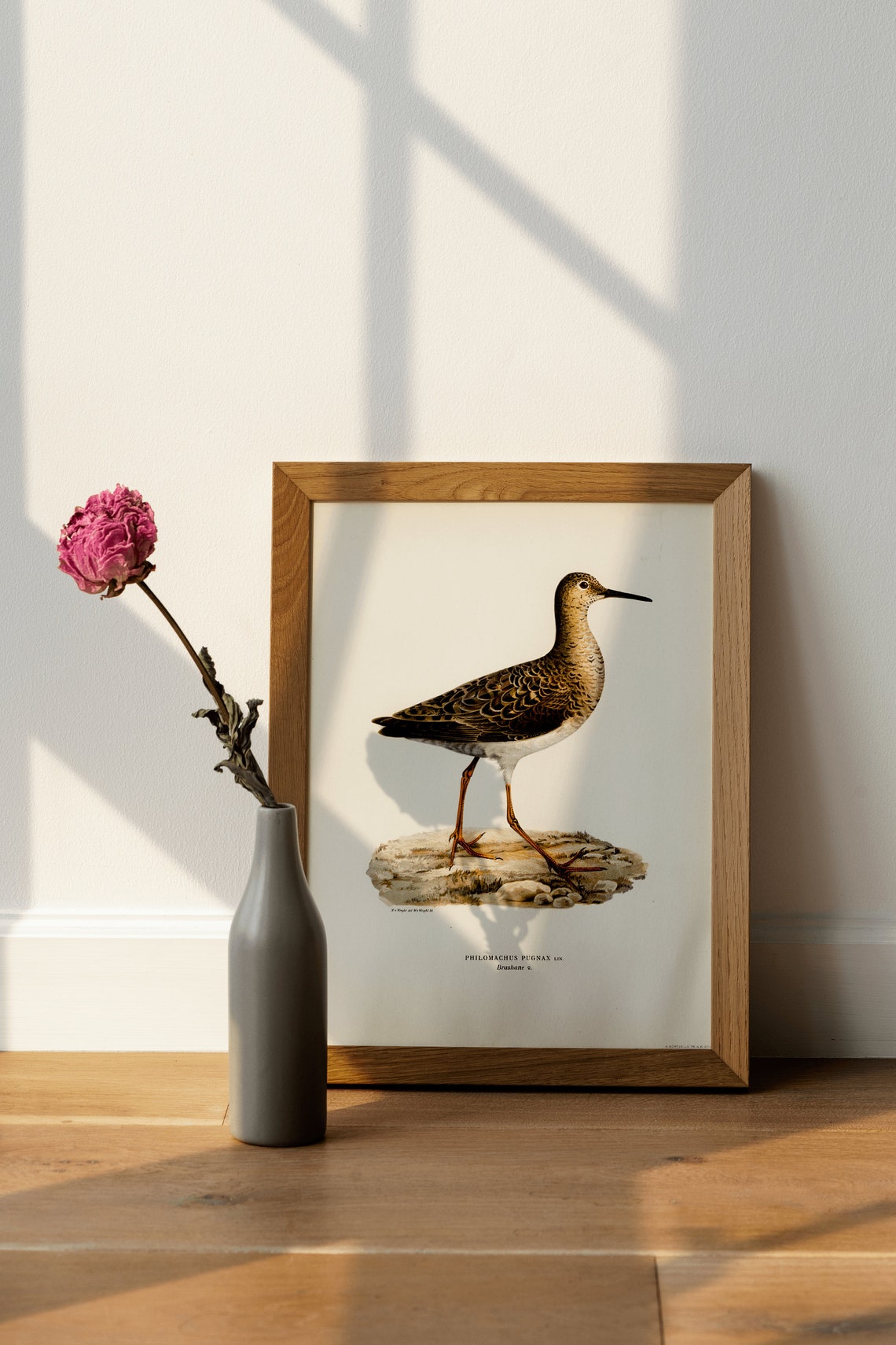 Ruff Female Vintage Ornithological Bird Illustration Art Poster - Image 4