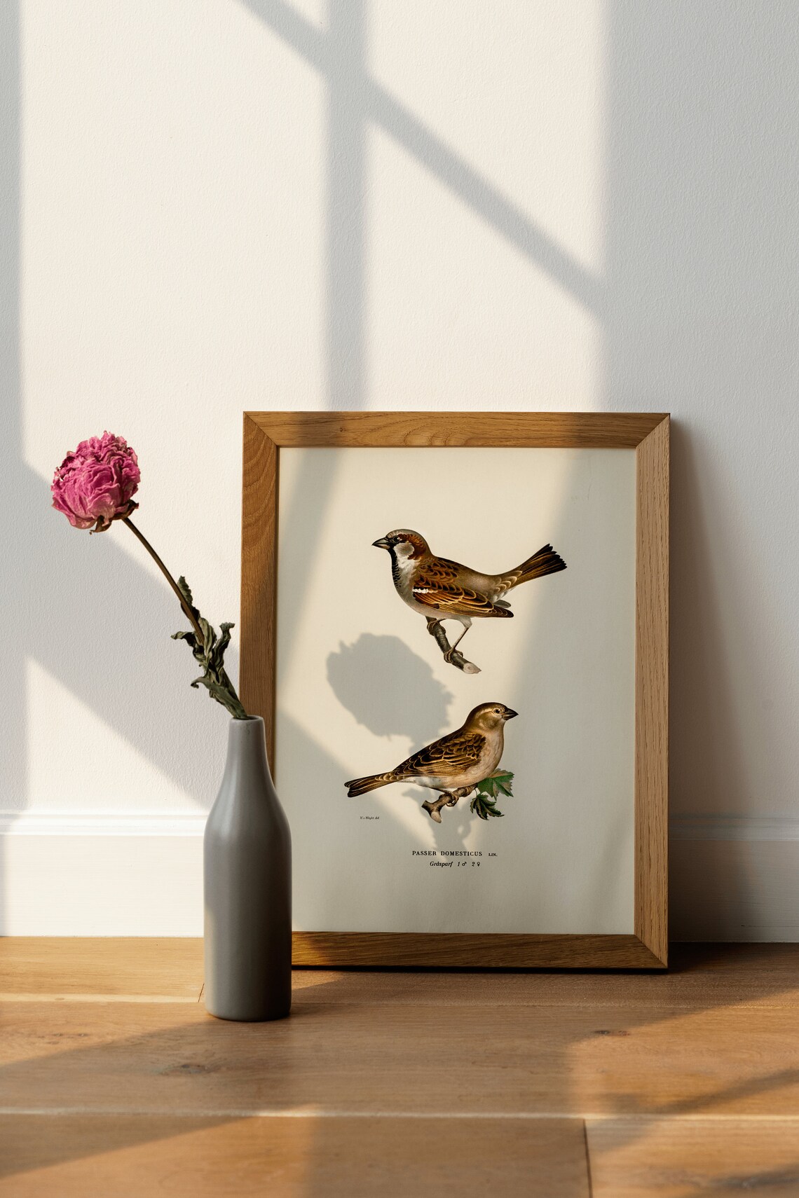 House Sparrow Bird Vintage Nature Art Print Poster - Image 4