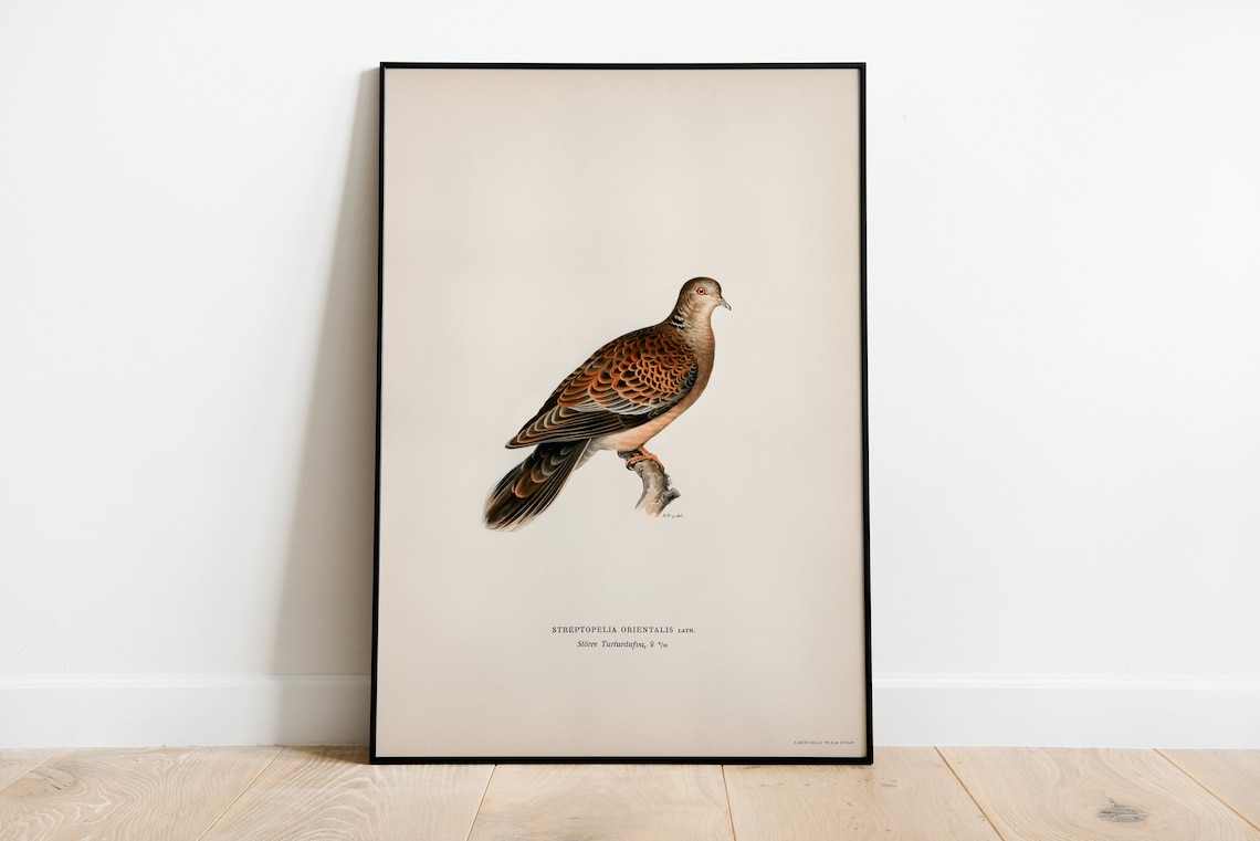 Oriental Turtle Dove Vintage Ornithology Illustration Naturalist Print