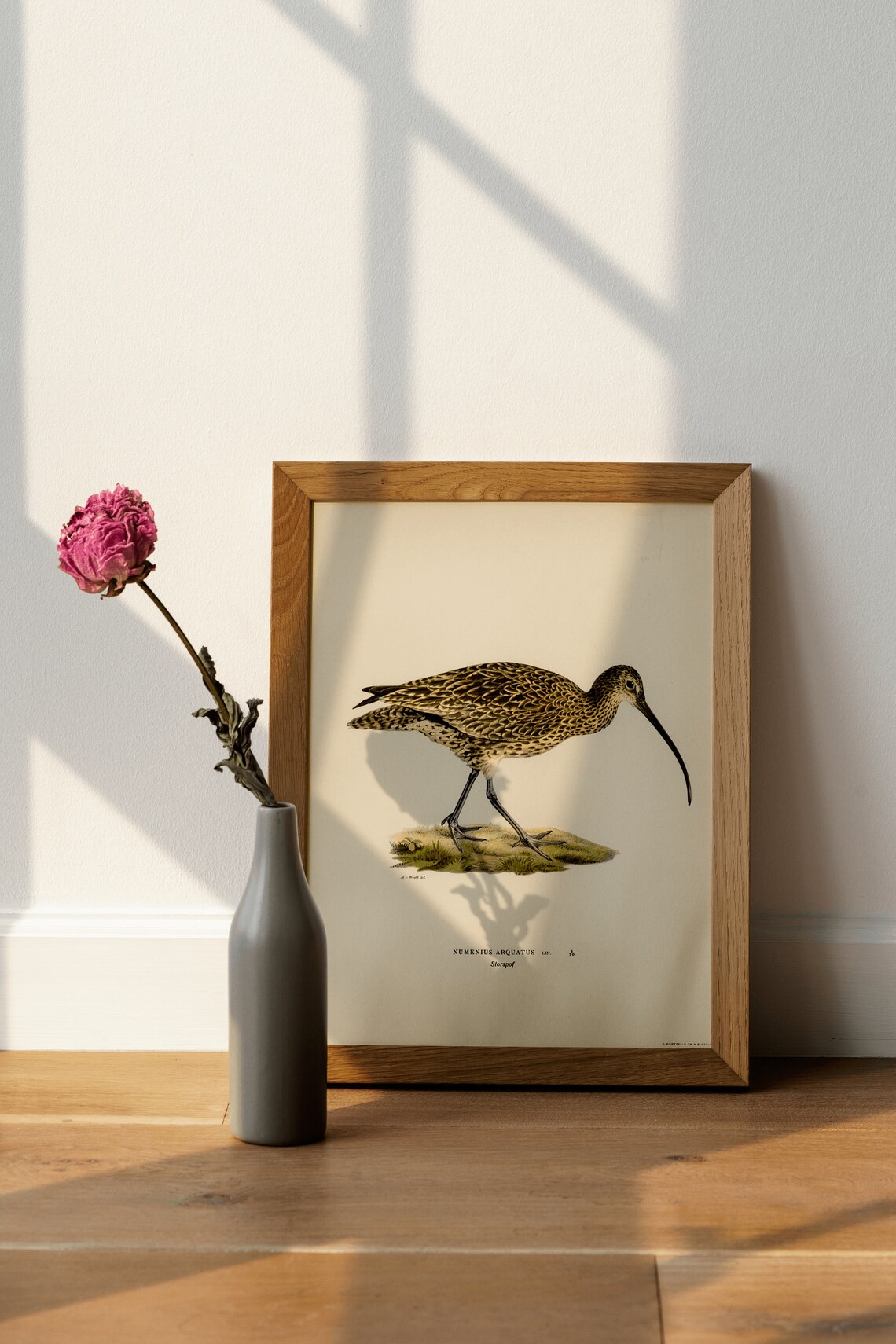 Curlew Bird Vintage Nature Art Print, Classic Decor - Image 3