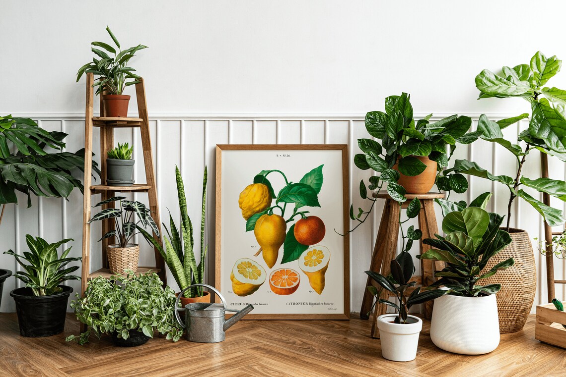 Vintage Citrus Bigaradia Bizarro Lemon Botanical Illustration Poster - Image 3