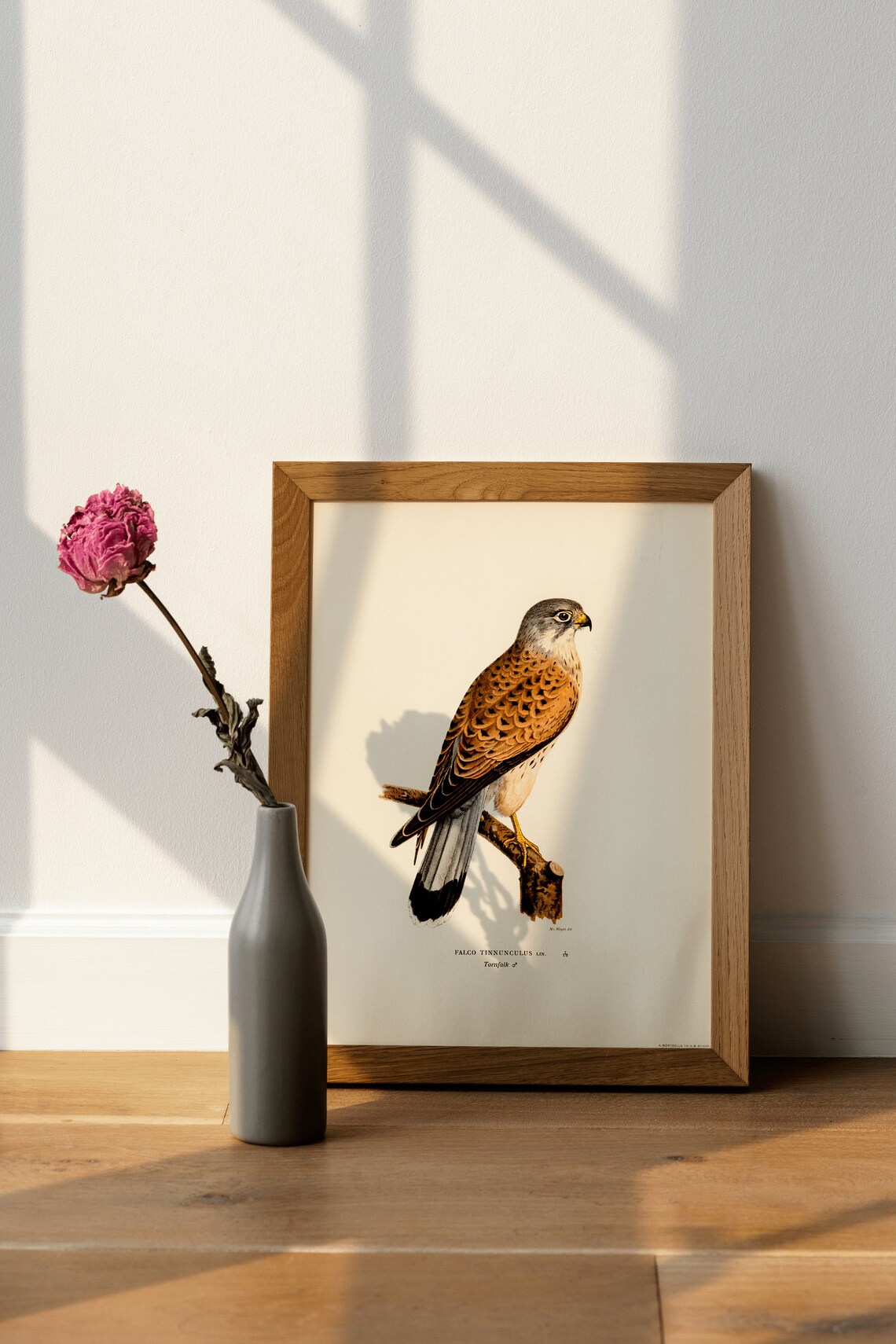 Kestrel Bird of Prey Vintage Bird Art Print - Image 4