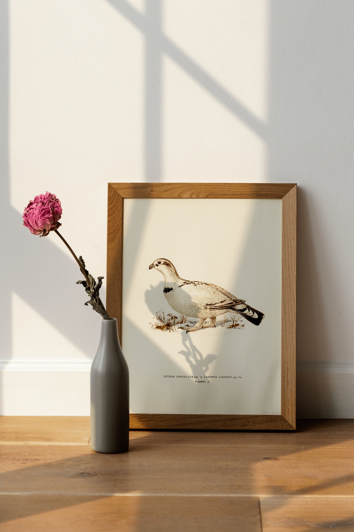 Willow Ptarmigan Capercaillie Hybrid Game Bird Vintage Art Print - Image 4