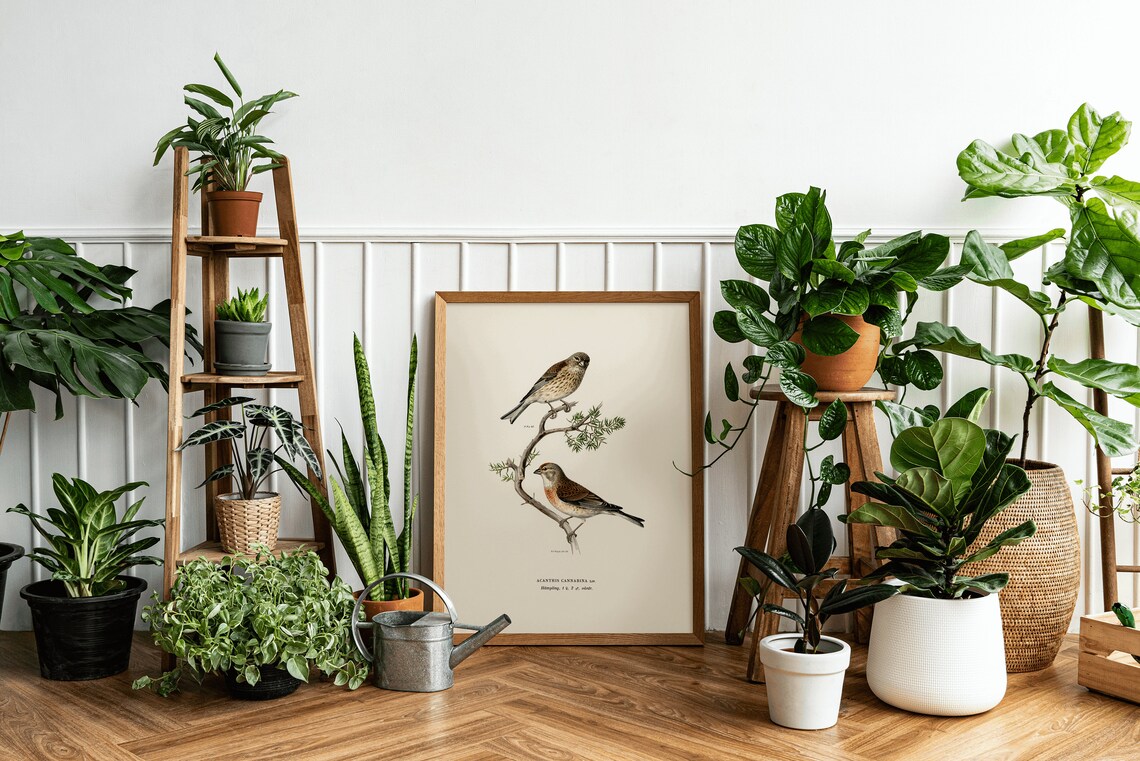 Linnet Bird Vintage Nature Art Print Poster - Image 2