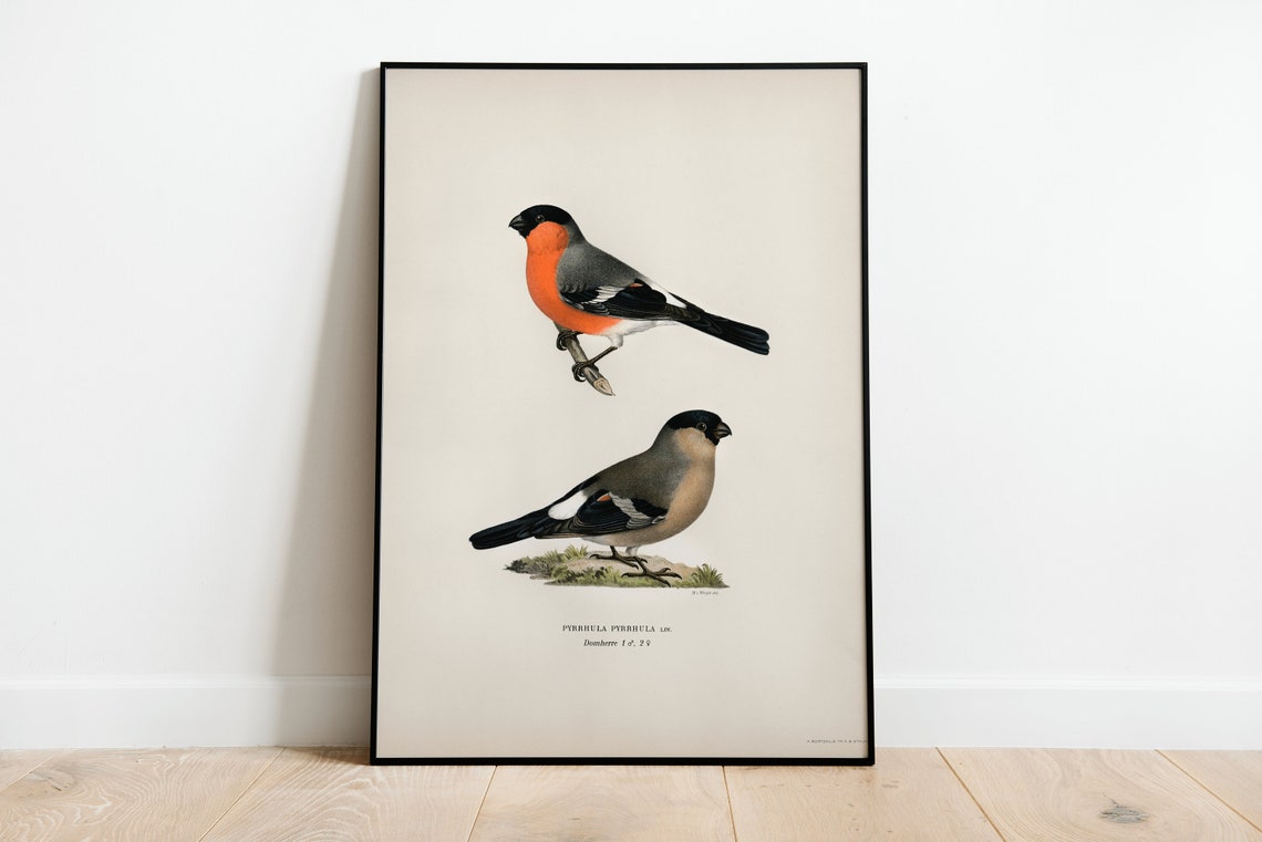 Bullfinch Bird Pair Pyrrhula Pyrrhula Vintage Illustration Print