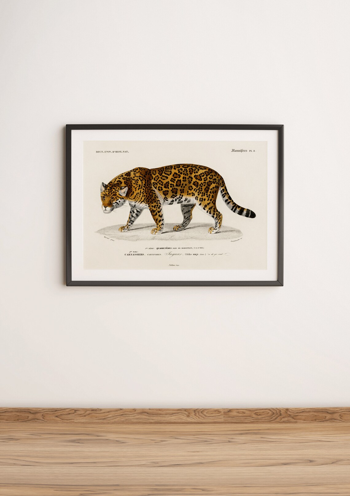 Vintage Jaguar Felis Onca Natural History Illustration Art Poster - Image 3
