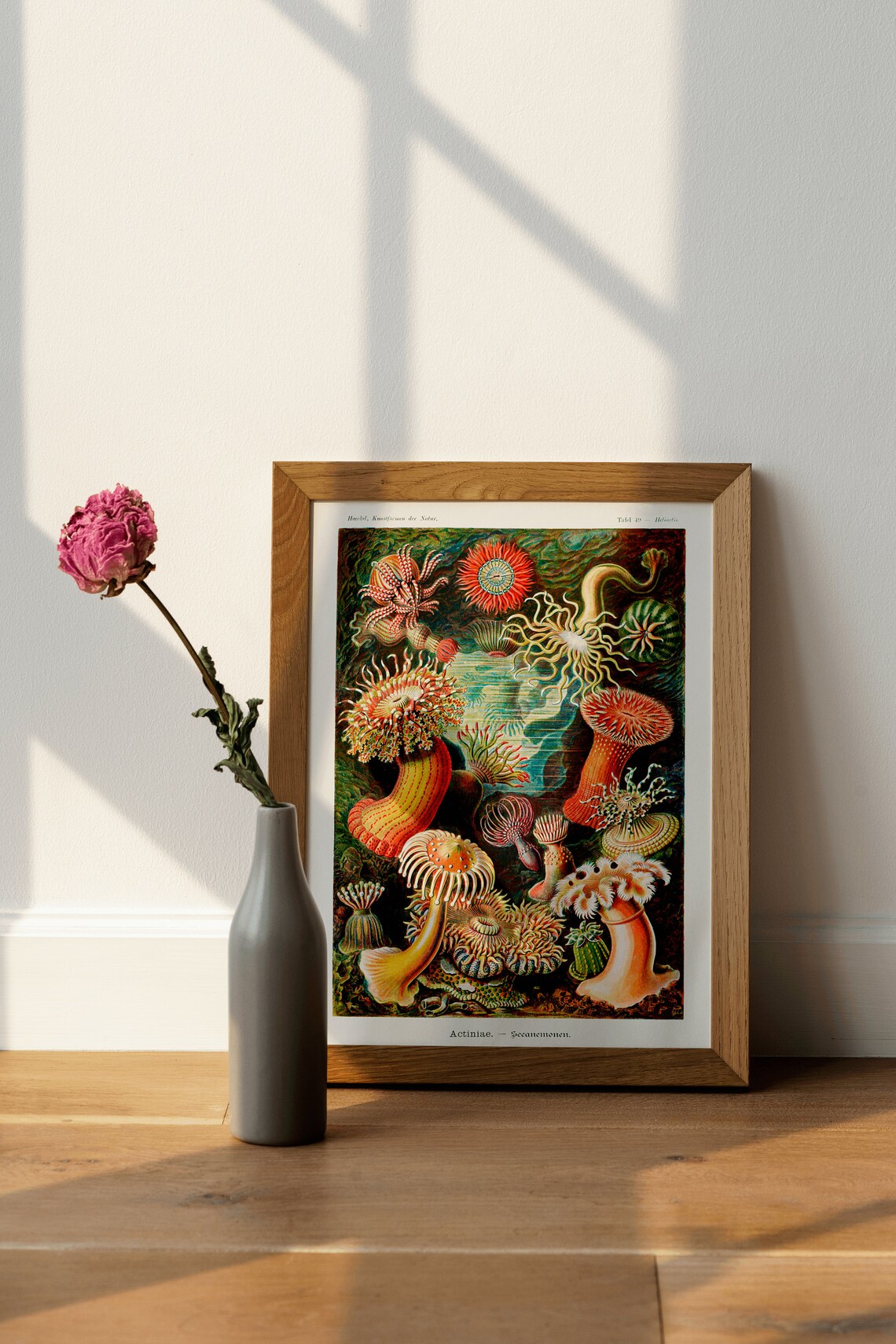 Ernst Haeckel Sea Anemones Scientific Illustration Vintage Art Poster - Image 2