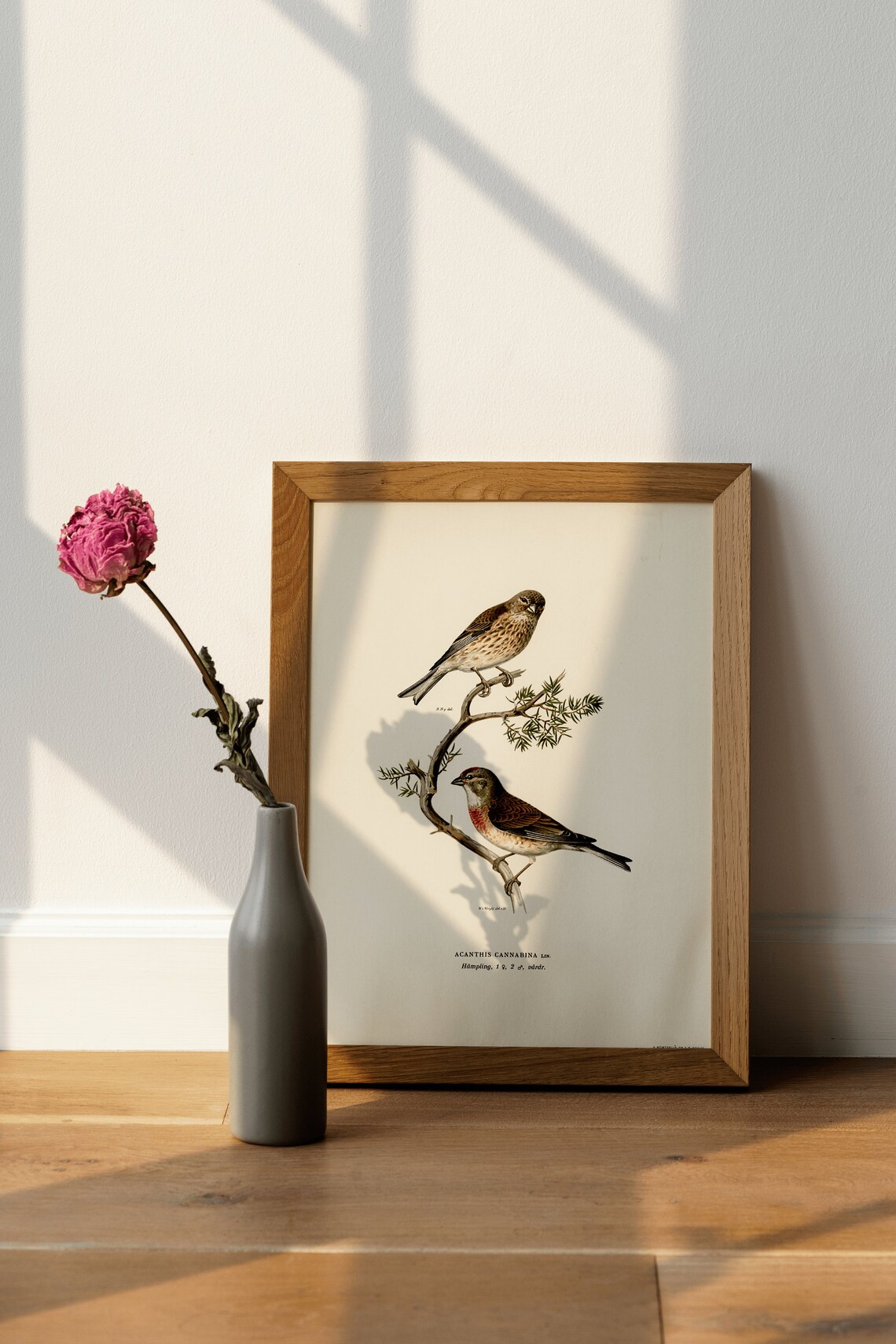 Linnet Bird Vintage Nature Art Print Poster - Image 3