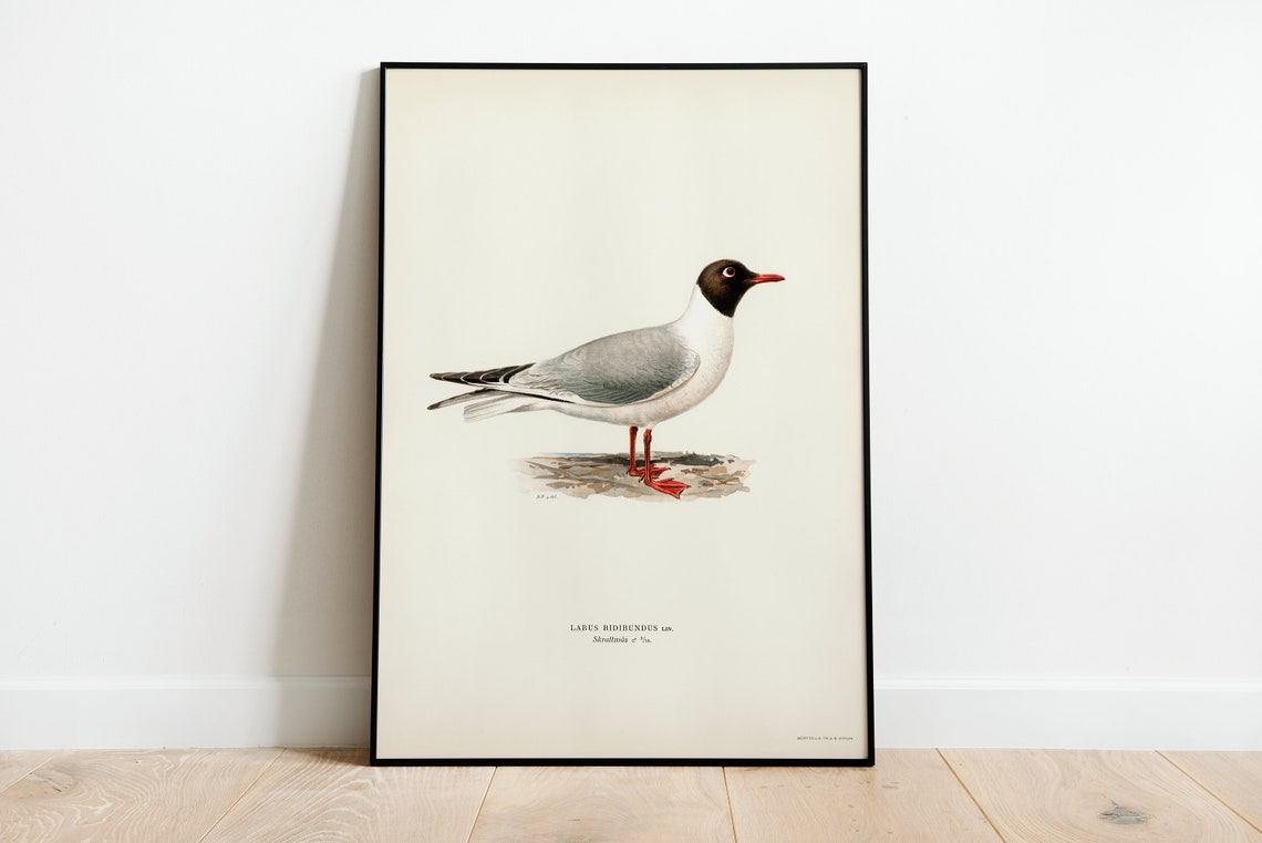 Black Headed Gull Summer Plumage Vintage Bird Illustration Print