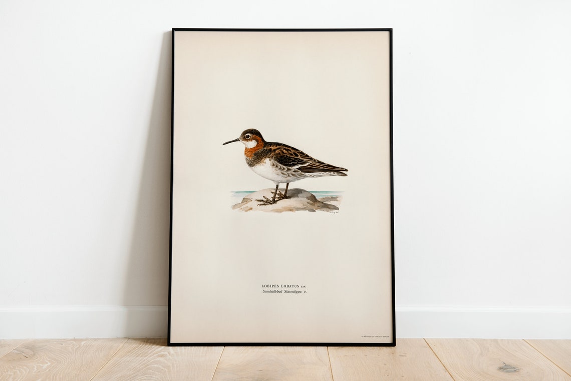 Red Necked Phalarope Vintage Shorebird Naturalist Illustration Print