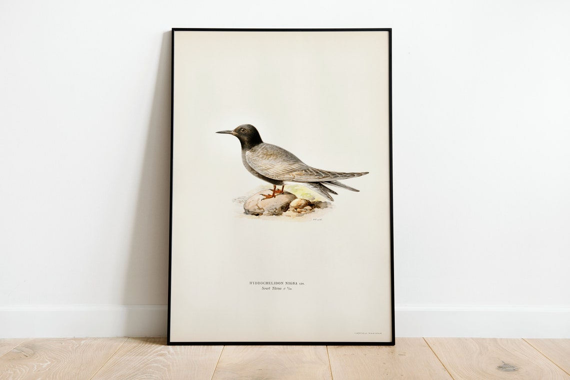 Black Tern Seabird Hydrochelidon Nigra Vintage Illustration Print