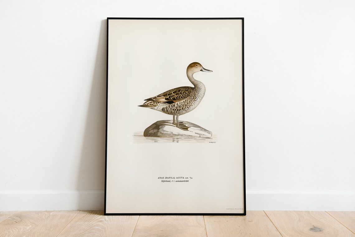 Pintail Duck Vintage Nature Bird Art Print