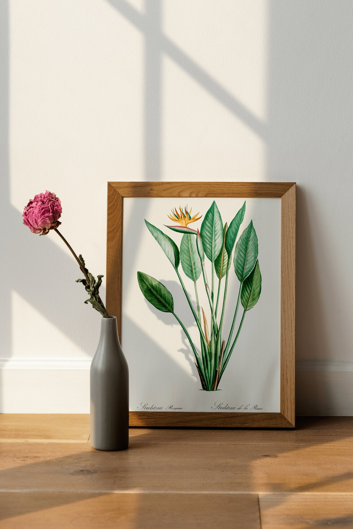 Bird Of Paradise Botanical Art Print, Vintage - Image 4