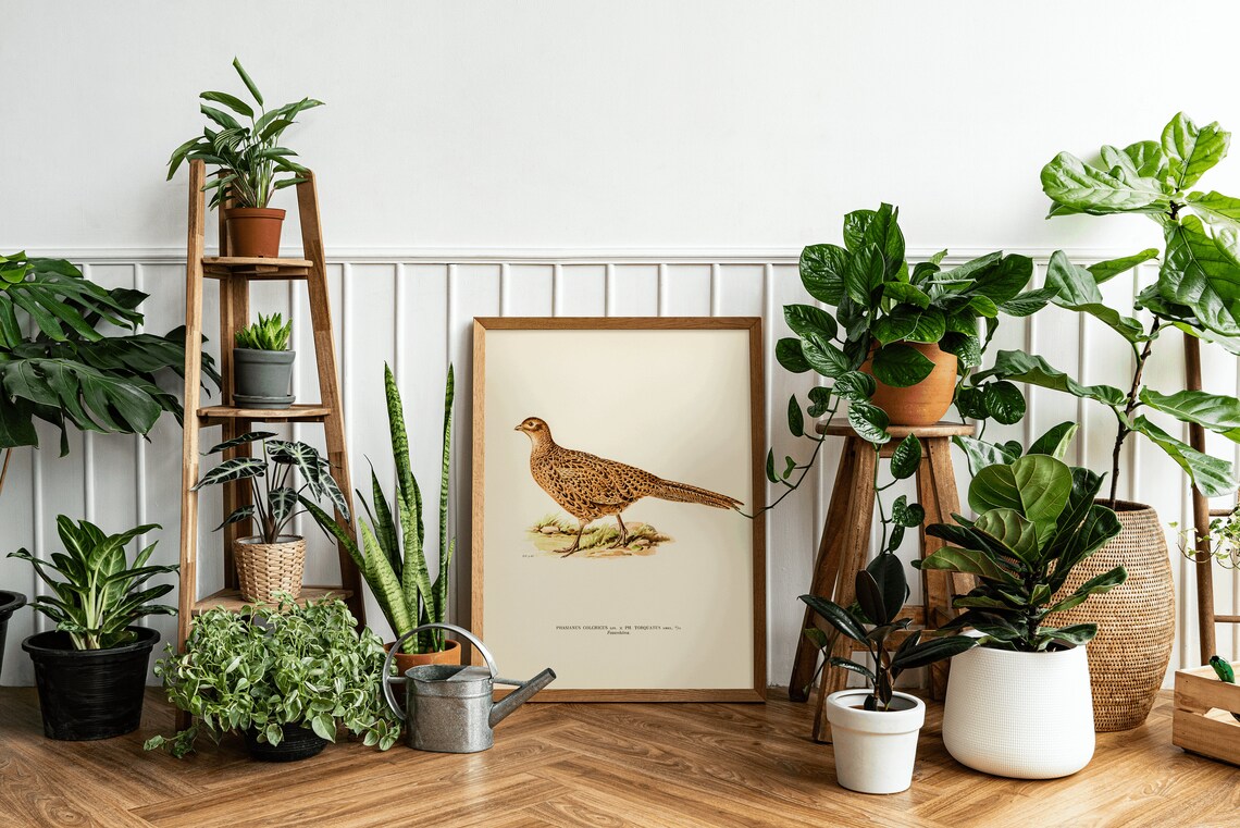Pheasant Female Bird Vintage Nature Art Print - Image 3