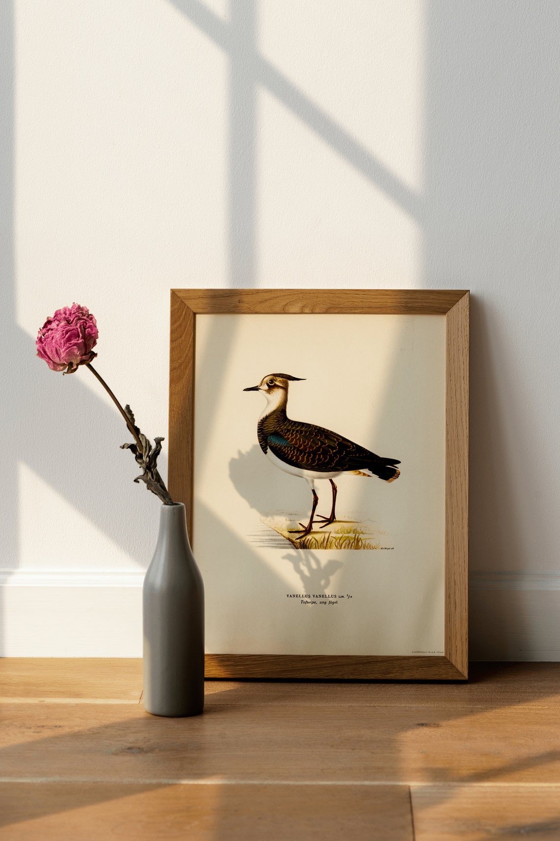 Vintage Lapwing Wader Bird Antique Ornithology Illustration Poster - Image 4