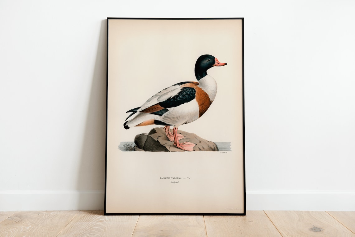 Shelduck Vintage Nature Art Print, Bird Poster