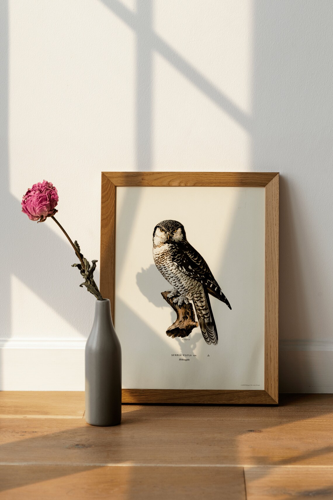 Northern Hawk Owl Surnia Ulula Vintage Owl Illustration Art Print - Image 4