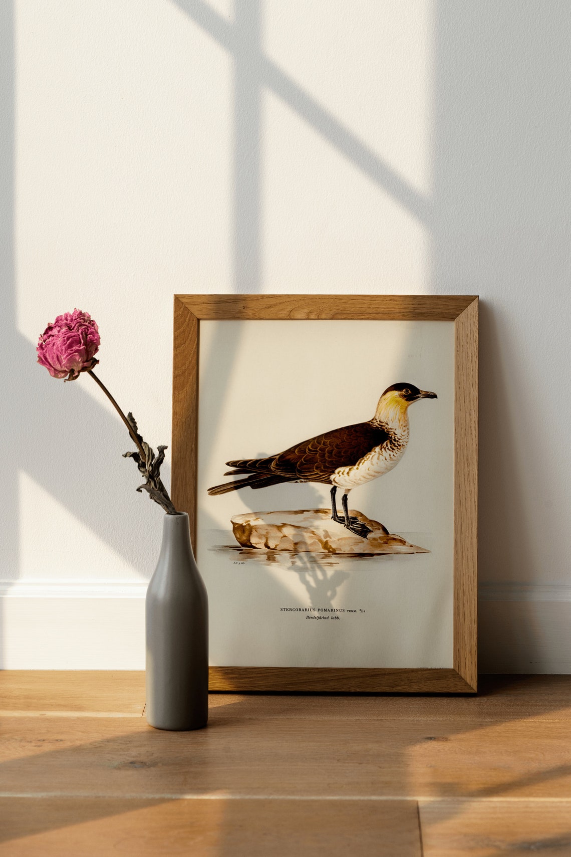 Pomarine Jaeger Vintage Seabird Illustration Naturalist Print - Image 4