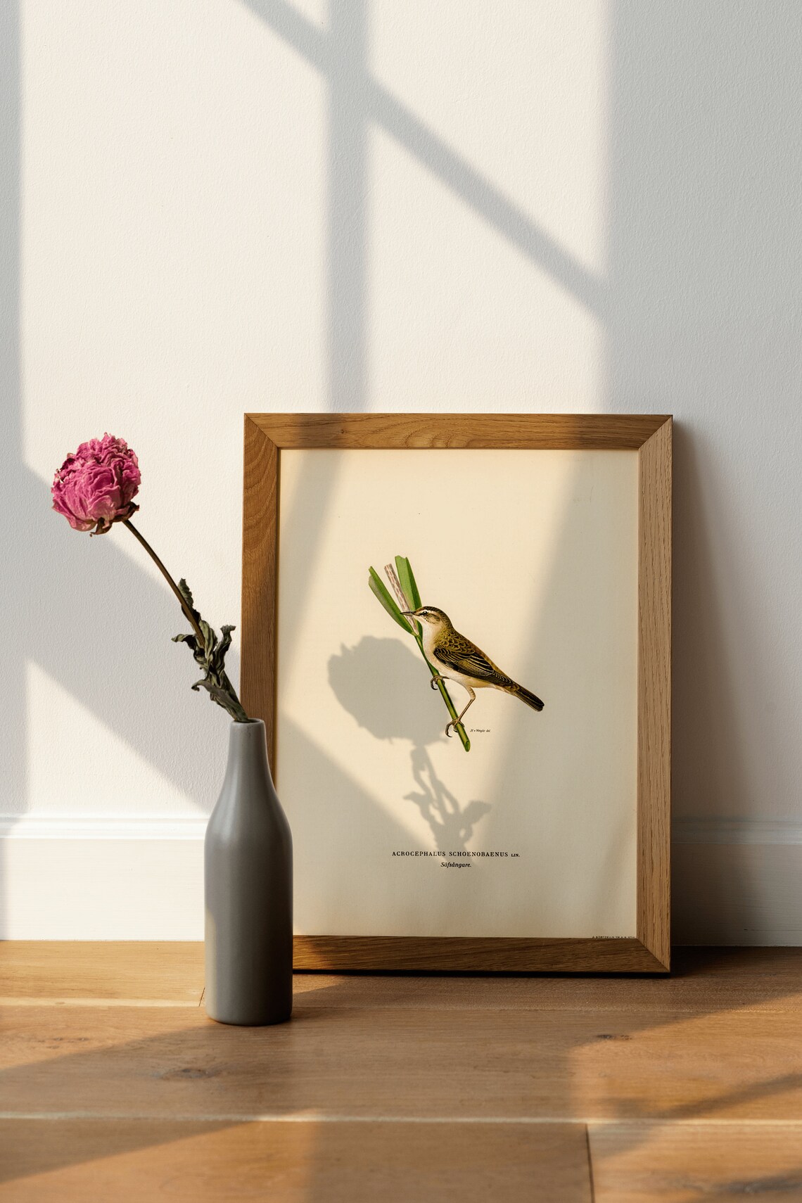 Sedge Warbler Vintage Nature Bird Art Print - Image 4