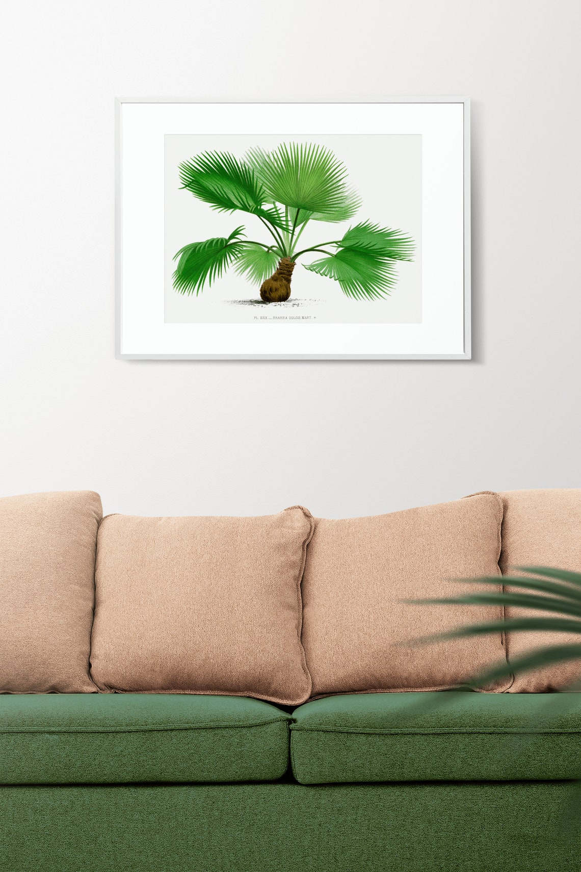 Brahea Dulcis Vintage Palm Tree Botanical Illustration Art Poster - Image 2