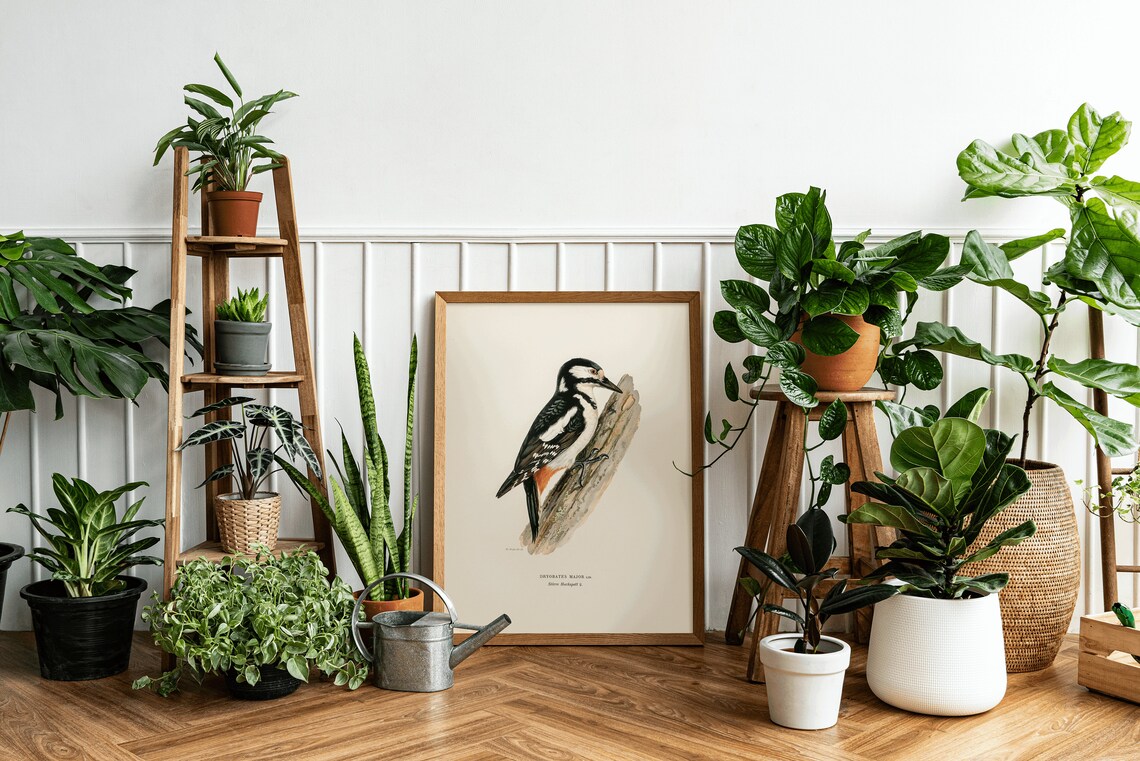Great Spotted Woodpecker Female, Vintage Nature Poster - Image 3