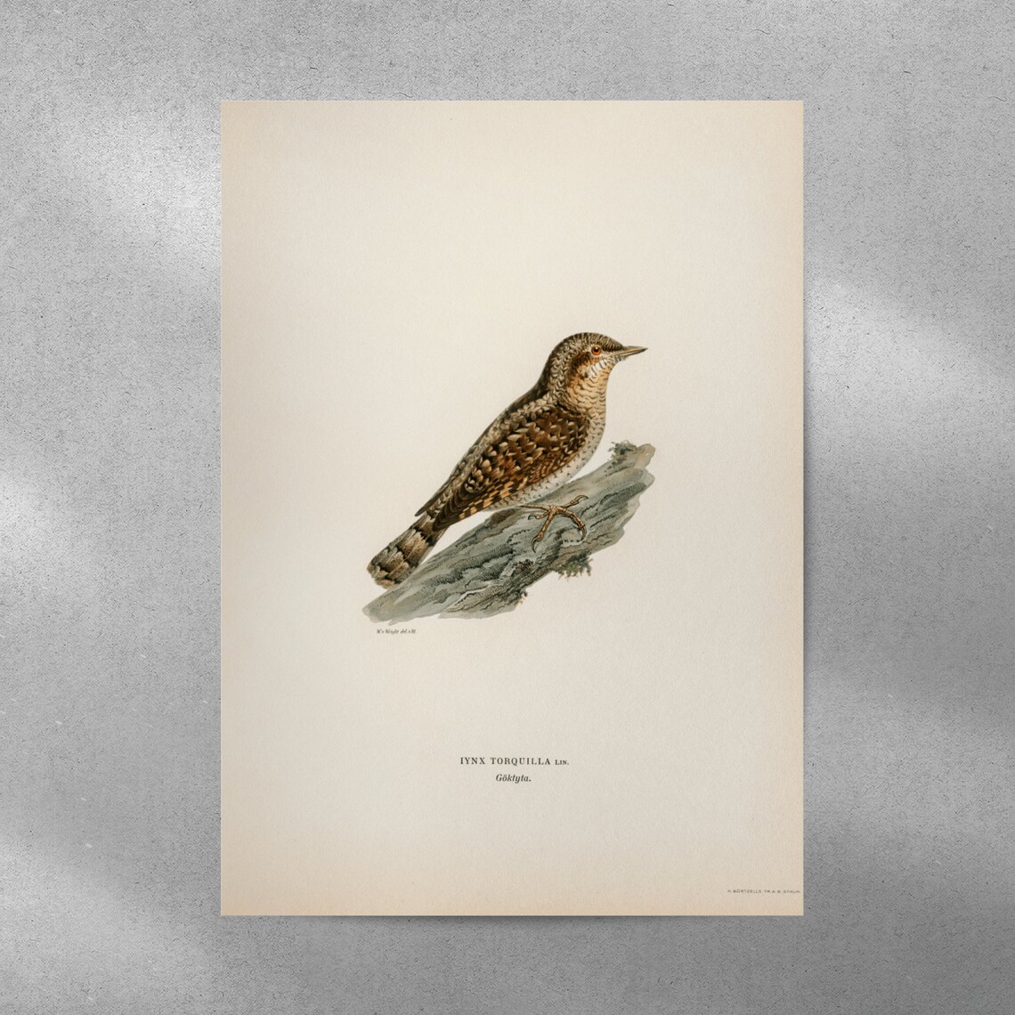 Wryneck Bird Vintage Nature Art Print Poster - Image 3