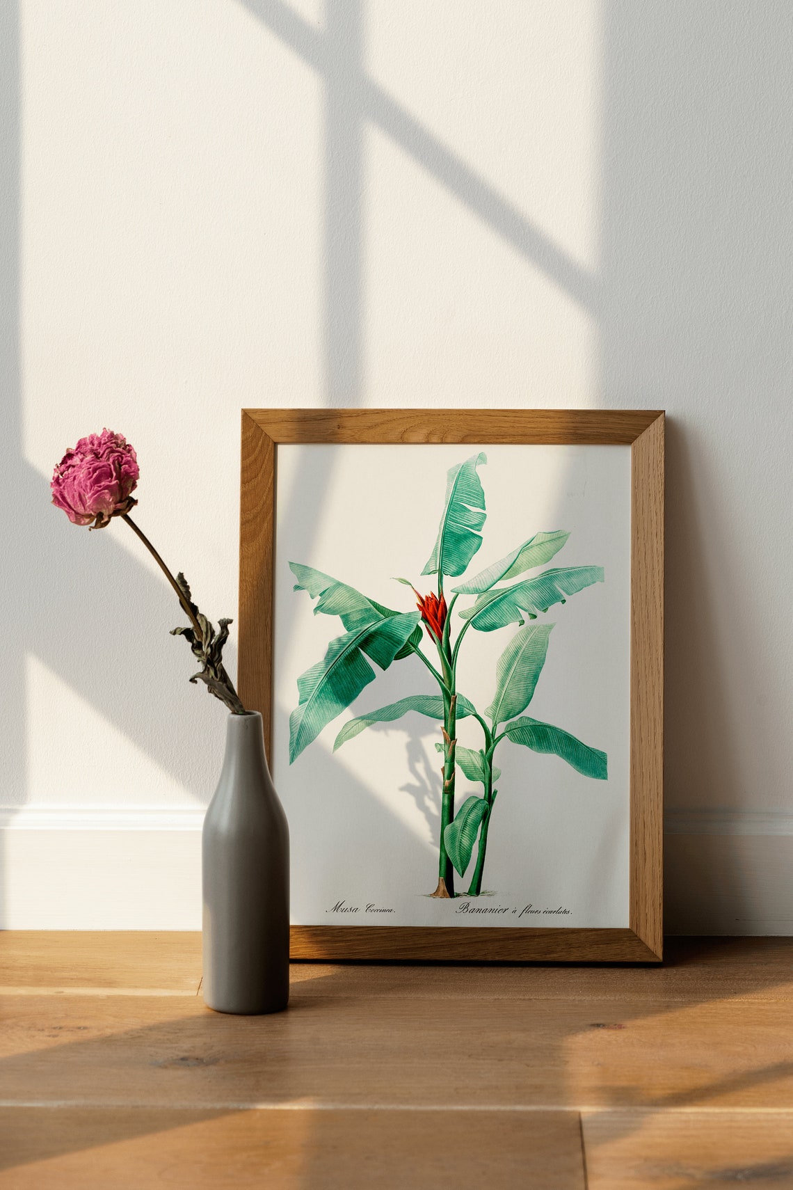 Musa Coccinea Banana Plant Vintage Botanical Illustration Wall Poster - Image 4