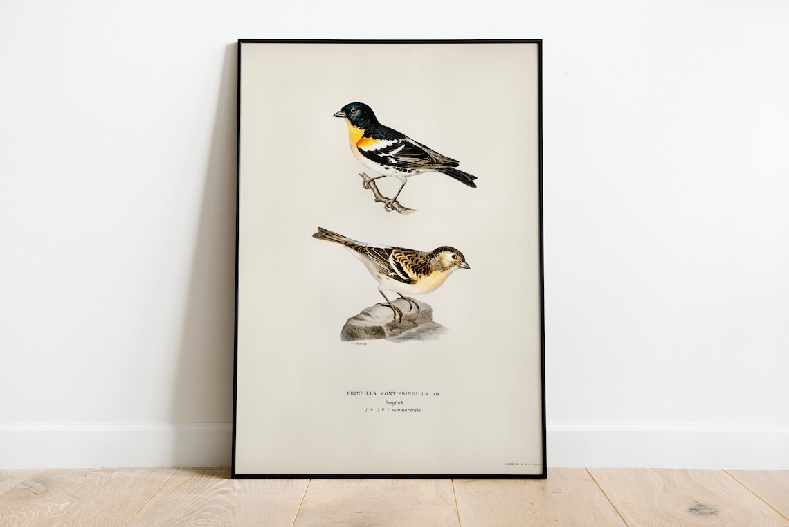 Male and Female Brambling Birds Vintage Illustration Art Poster