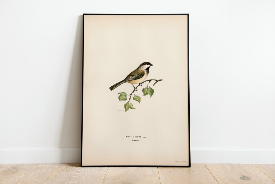 Grey Headed Chickadee Vintage Bird Illustration Naturalist Print