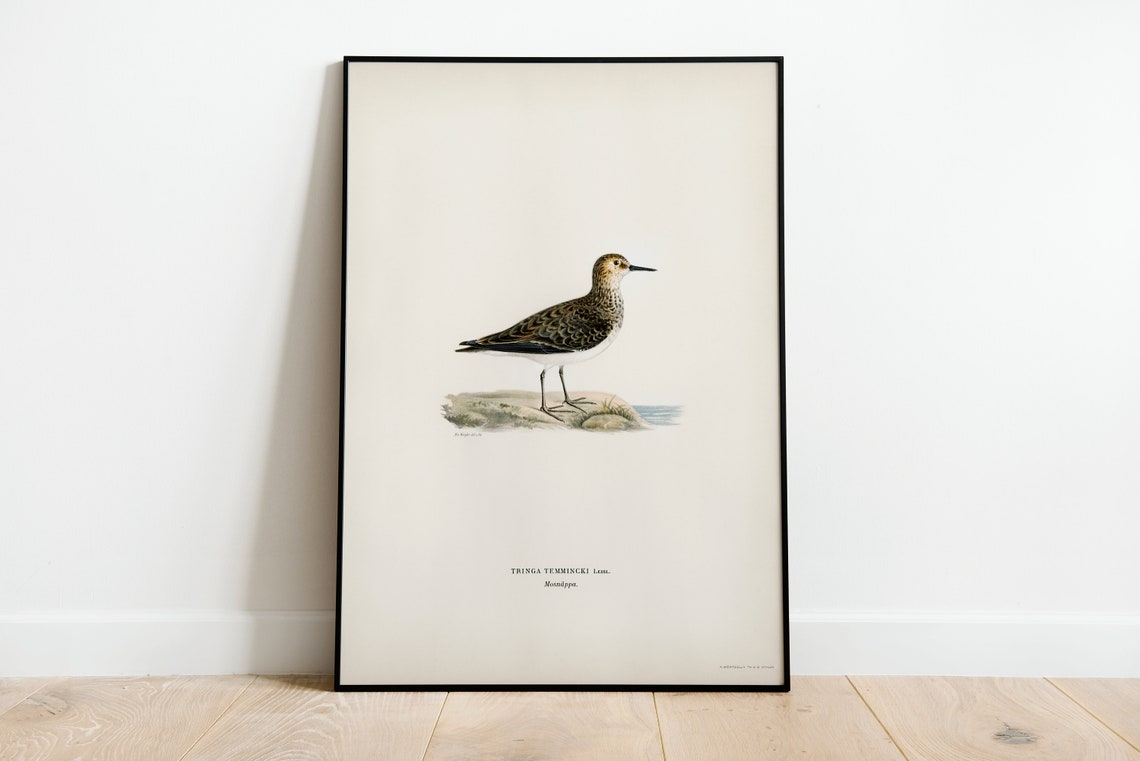 Temmincks Stint Wader Vintage Ornithology Illustration Art Print