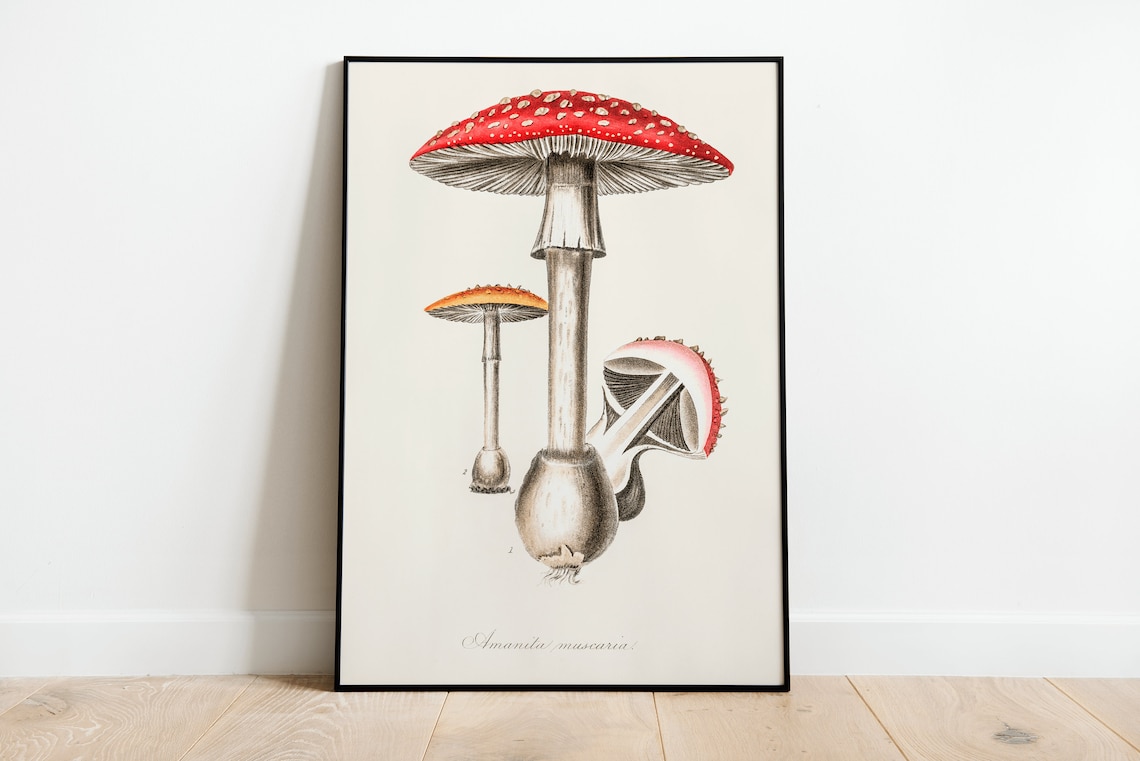 Amanita Muscaria Fly Agaric Mushroom Vintage Mycology Wall Poster