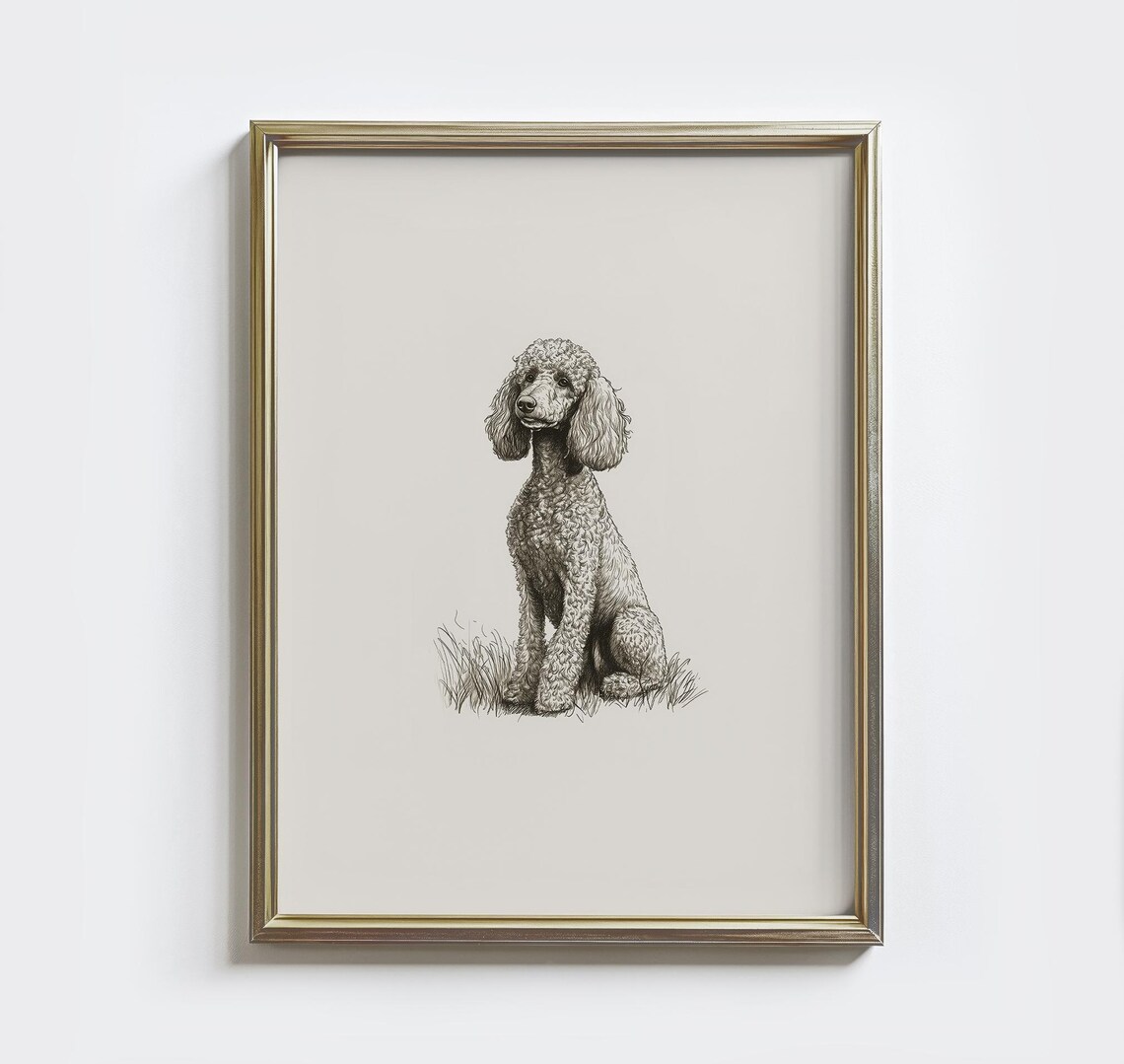 Vintage Poodle Sketch Art Print, Farmhouse Decor