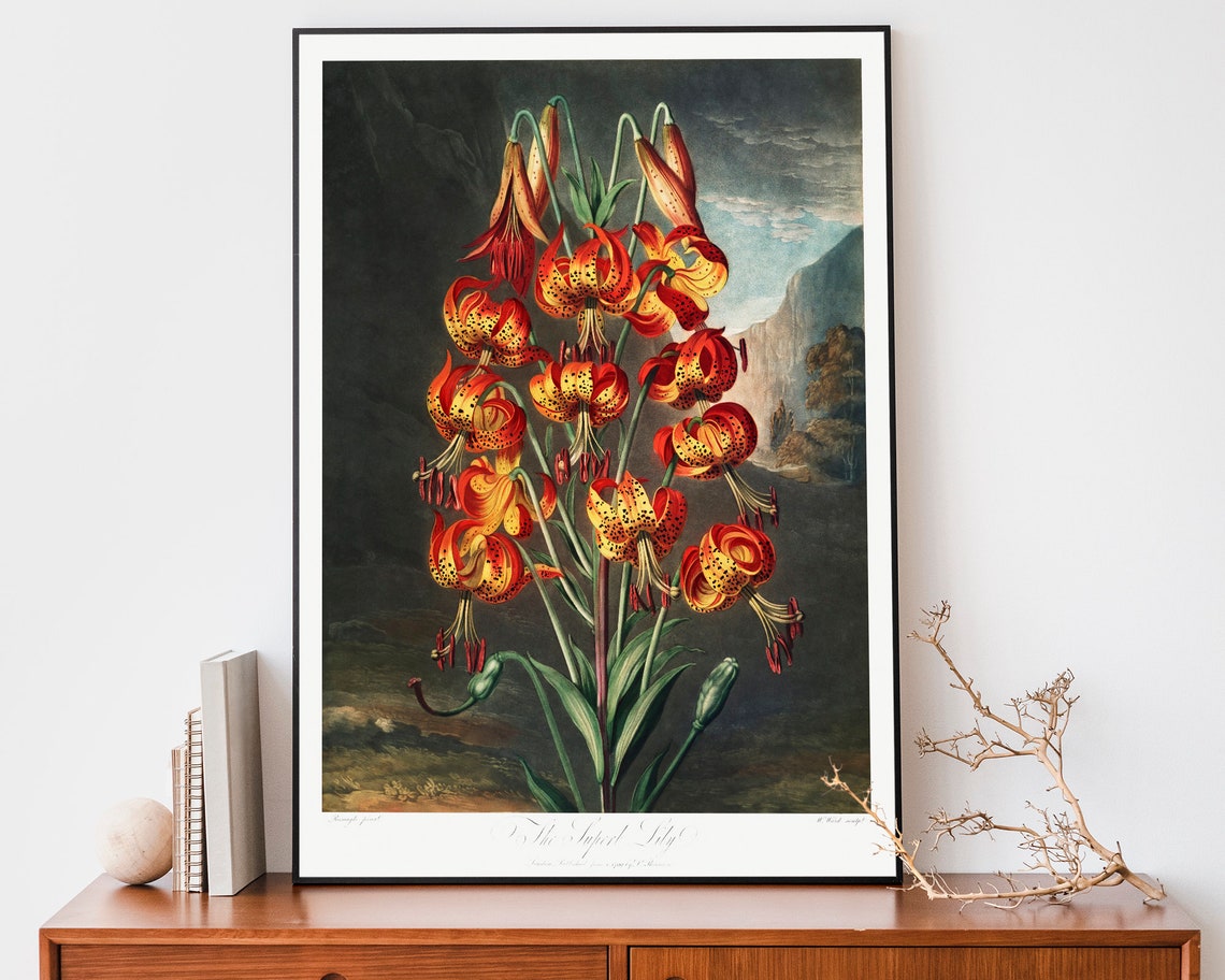 The Superb Lily Thornton Botanical Vintage Flower Art Poster