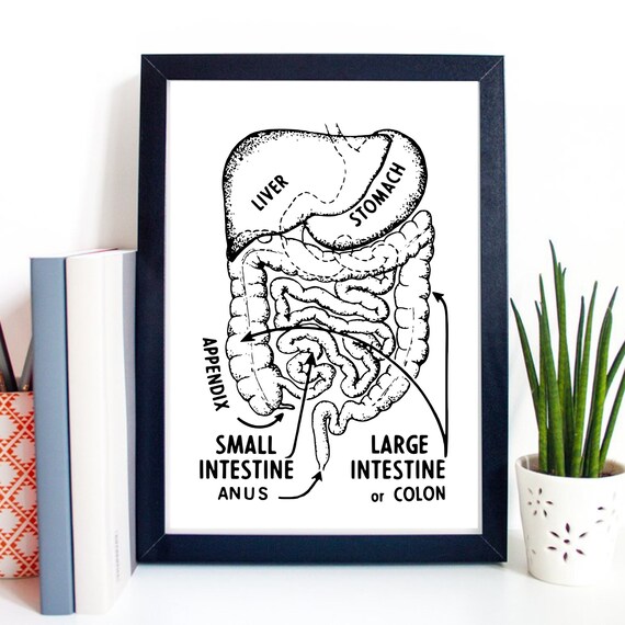 Vintage Digestive System Anatomy Chart Medical Education Poster